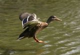 300D 0092 Duck landing on water